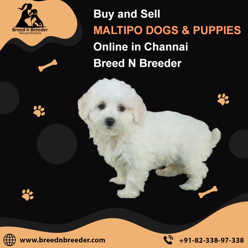 Top Pet Shops for Maltipoo puppies in Chennai – Breed n Breeder 